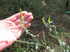 Melilotus suaveolens