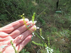 Melilotus suaveolens