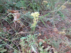 Patrinia rupestris