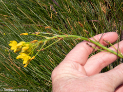 Bulbine