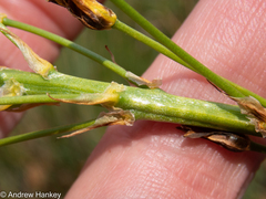 Bulbine