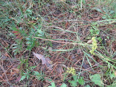 Patrinia rupestris