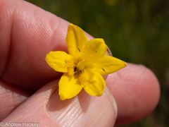 Bulbine
