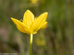 Bulbine