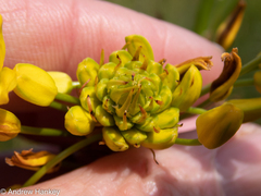 Bulbine