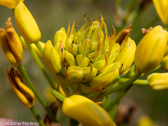 Bulbine