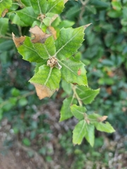 Quercus ilex