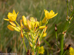 Bulbine