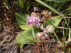 Ledebouria