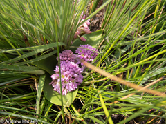 Ledebouria