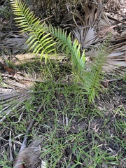 Telmatoblechnum indicum