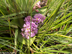 Ledebouria