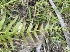 Telmatoblechnum indicum