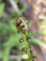 Telmatoblechnum indicum