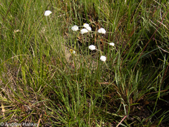 Cyperus ascocapensis
