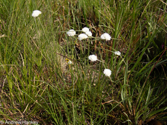 Cyperus ascocapensis