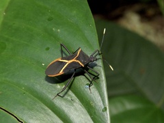 Leptoscelis conspicuus