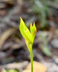 Caleana major