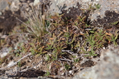 Thymus baicalensis