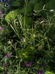 Achillea millefolium