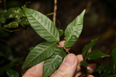 Arytera pauciflora