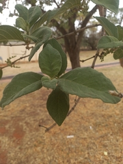Vangueria infausta