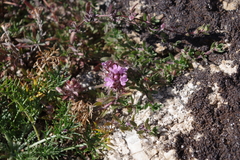 Thymus baicalensis