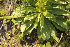 Berkheya herbacea