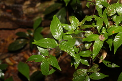 Arytera pauciflora