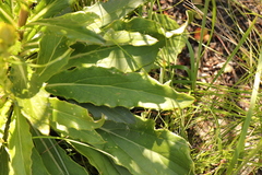 Berkheya herbacea