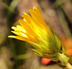 Berkheya herbacea