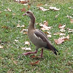 Alopochen aegyptiaca