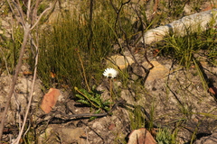 Gerbera linnaei