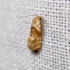 Eupoecilia acrographa