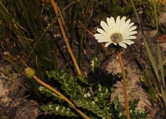 Gerbera linnaei