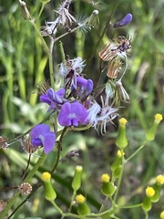 Glycine clandestina