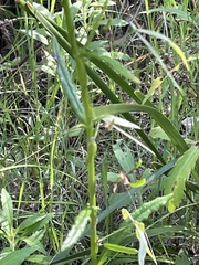 Glycine clandestina