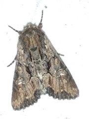 Mniotype occidentalis