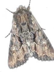 Mniotype occidentalis