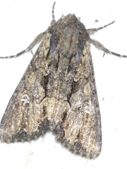 Mniotype occidentalis