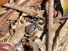 Apiomerus vexillarius