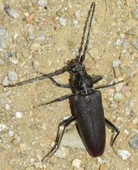 Cerambyx cerdo
