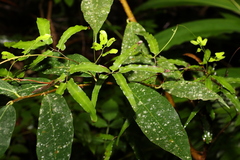 Lygodium reticulatum
