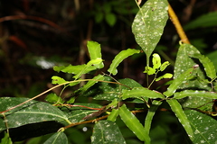 Lygodium reticulatum