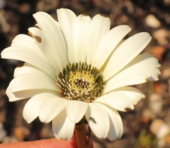 Gerbera linnaei