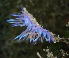 Flabellina affinis
