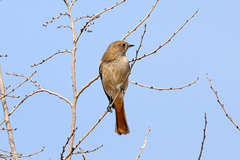 Phoenicurus erythronotus