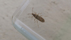 Belonochilus numenius