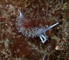 Caloria elegans