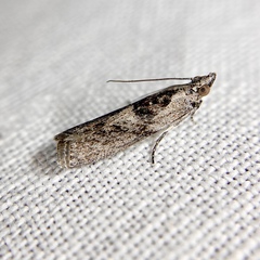 Sciota melanostyla